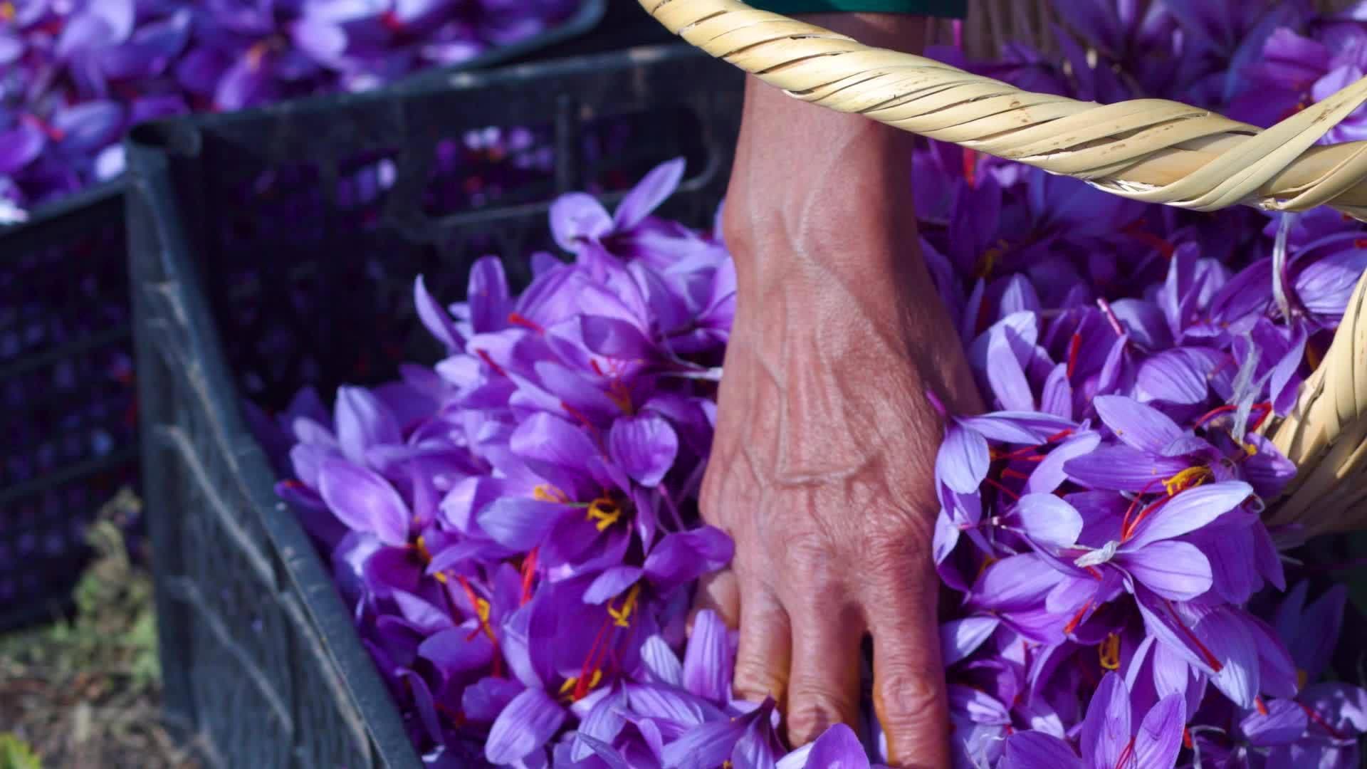 Super Negin saffron, the most luxurious saffron in the world.