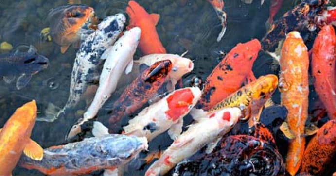 Cuidado de peces ornamentales