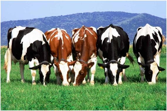 Las vacas vinieron en ayuda del tratamiento del SIDA.