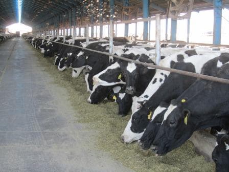 L'impact de l'éclairage sur la production de lait