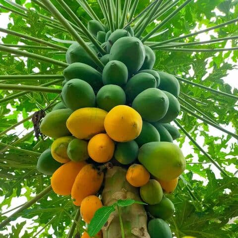 papaya fresca