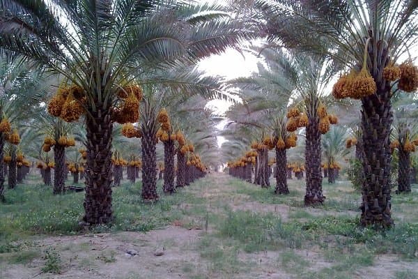 La production de dattes en Iran a atteint un nouveau record.