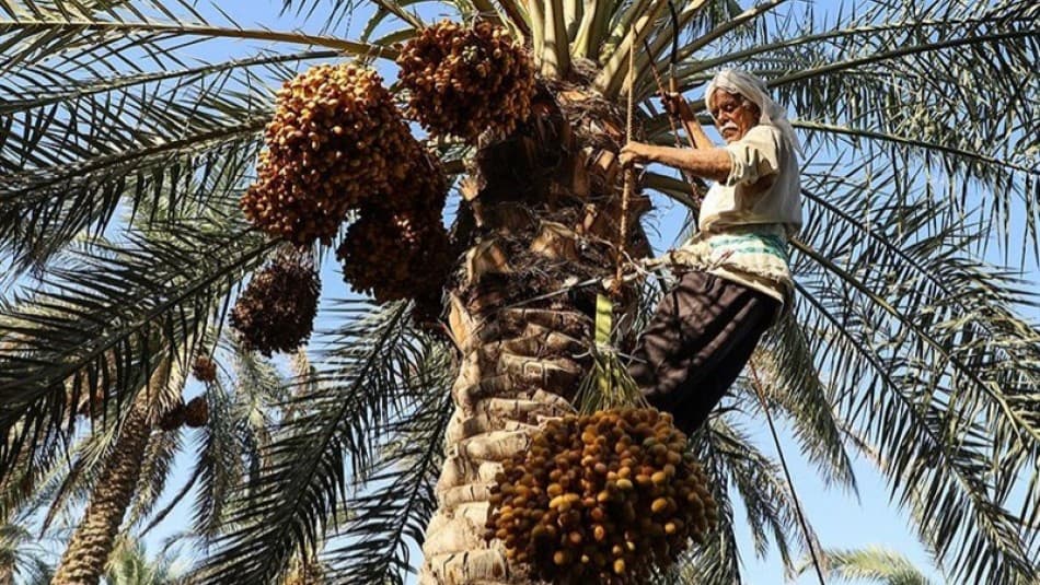 Dates, a rich source of nutrients for boosting the immune system.
