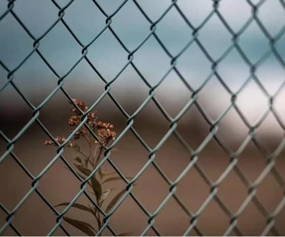 wire mesh