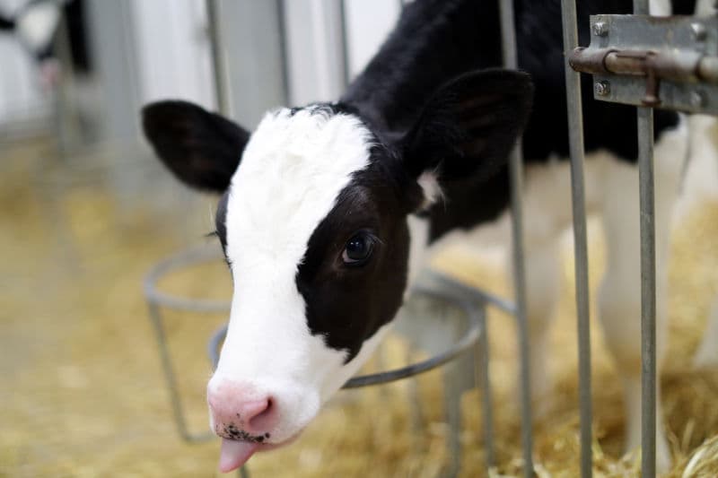 The role of probiotics in calf gut health