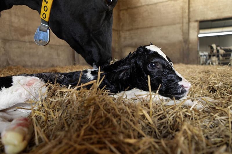 Calving in dairy cows and its effect on the occurrence of lameness and milk composition
