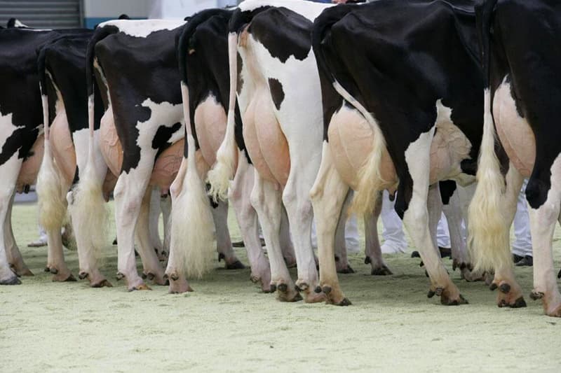 The imbalance of rumen microbial population and its relationship with mastitis in dairy cows