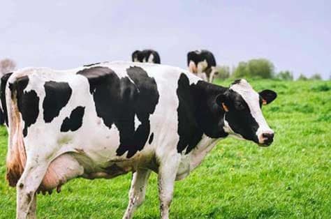 Consejos prácticos en la alimentación de vacas lecheras