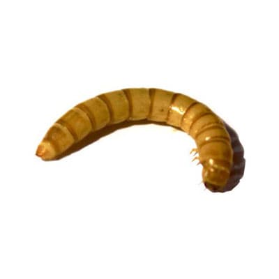 Milorm