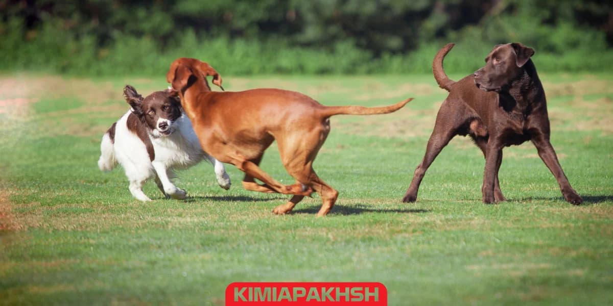 Guide to Socializing Dogs and Cats