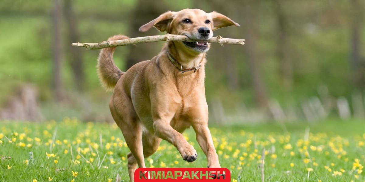 Aşırı hareketlilik köpeklerde; efsaneden gerçeğe!