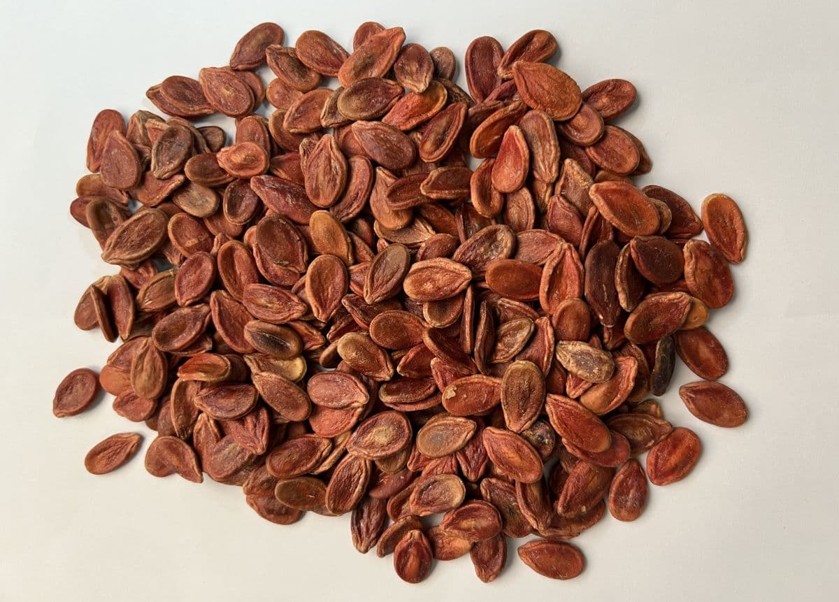 Amazing health benefits of watermelon seeds