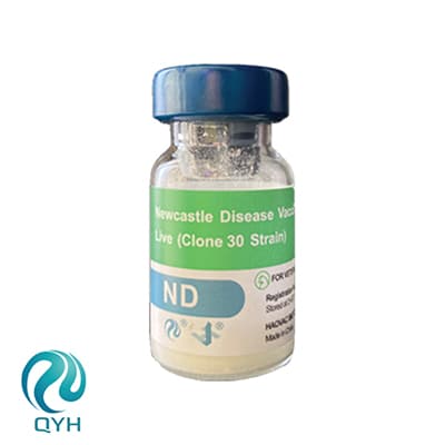 Vaccin vivant contre la maladie de Newcastle (souche Clone 30)