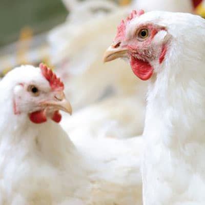 Concentré 2,5 % Shamin