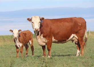L'impact nutritionnel de la source d'acides gras oméga 3 sur la dynamique ovarienne et l'insuline chez les vaches laitiè