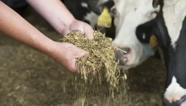 What is the importance of the nutritional habituation period in ruminants for dairy farming?