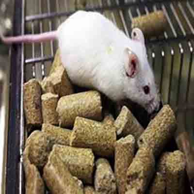 nourriture pour souris