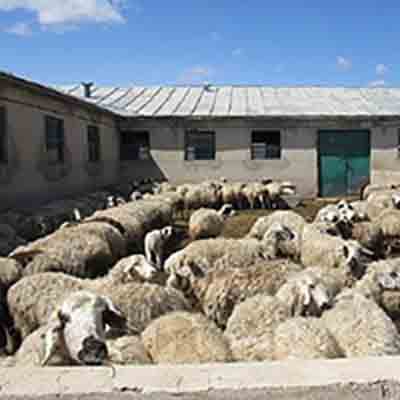 Mouton à haute production