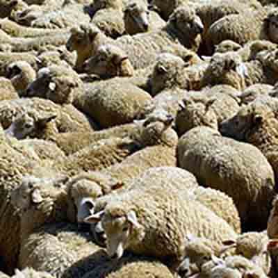 Tu avais un mouton.