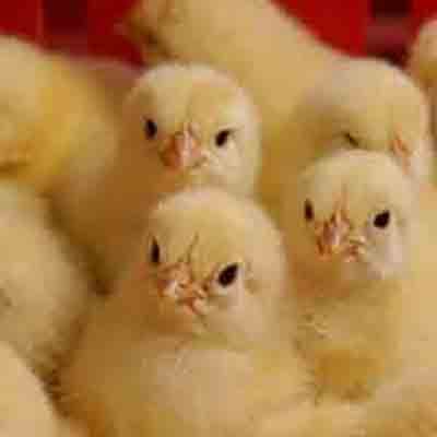 Super starter poulet de chair