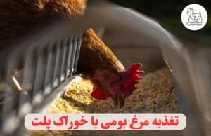 Feeding native chickens with pellet feed