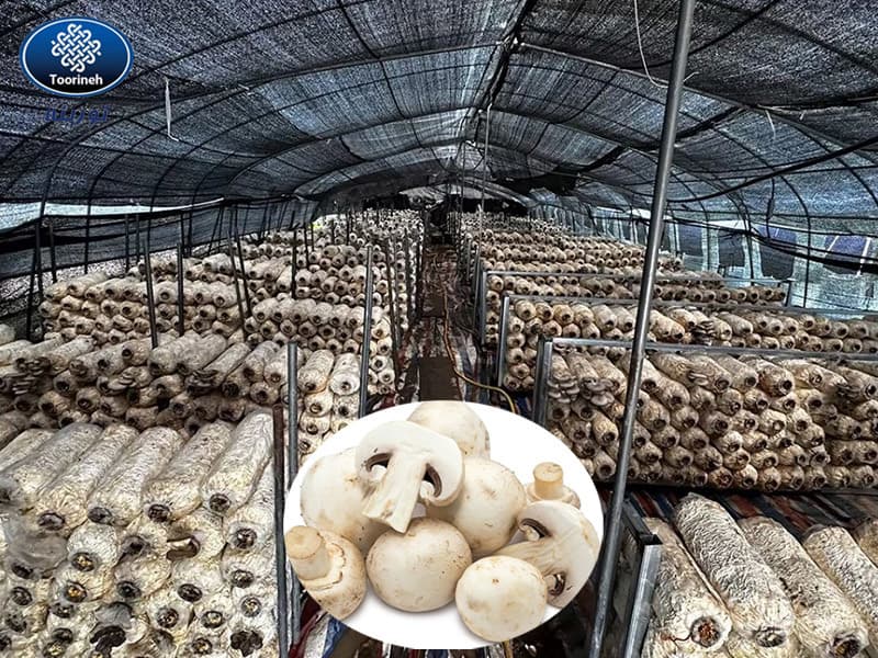 5 important functions of shade netting in mushroom cultivation
