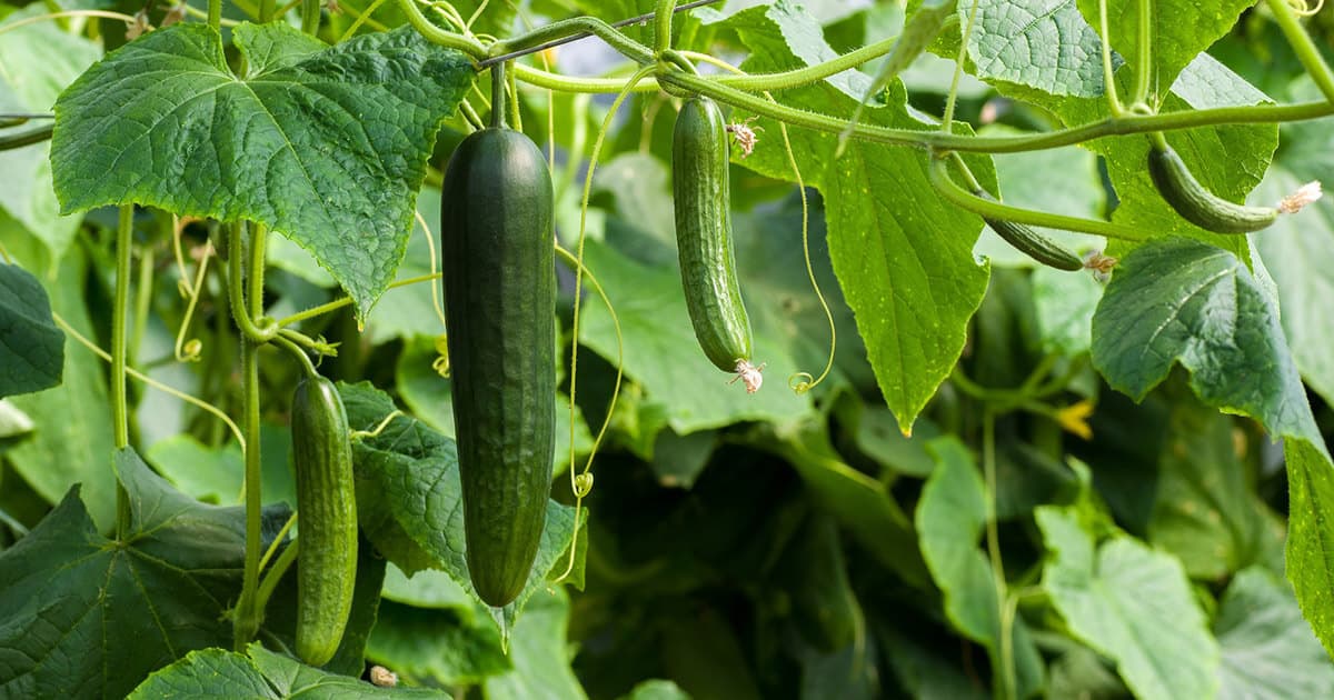 What is the effect of shade netting on cucumber plants?