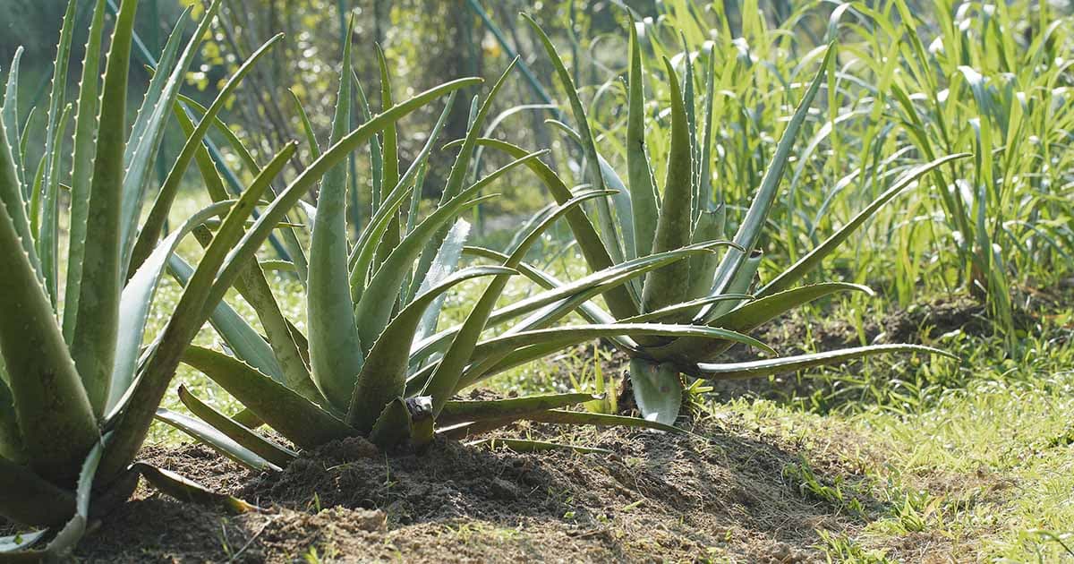 L'effet étonnant du filet d'ombrage sur la croissance de l'aloe vera