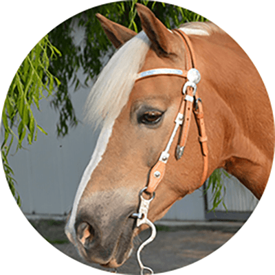 Pré-mélange spécial pour cheval
