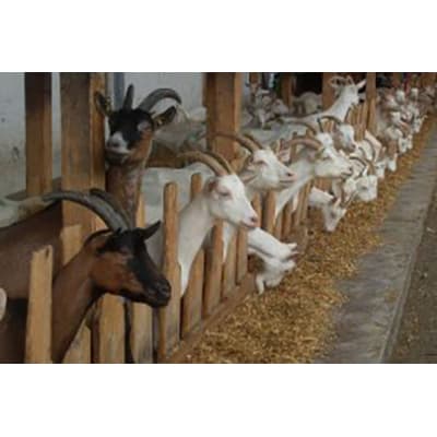 Pré-mélange de lait de chèvre