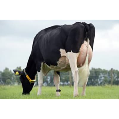 Pré-mélange de lait de vache super produit