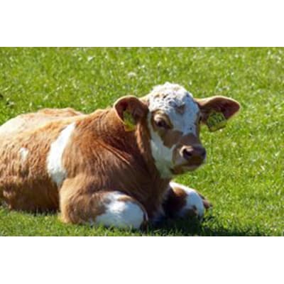 پیش مخلوط گوساله پرواری دوره رشد