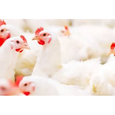 Concentré de poulet de chair à 2.5 pour cent