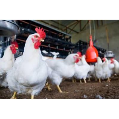 Concentré de poulet de chair 5 pour cent