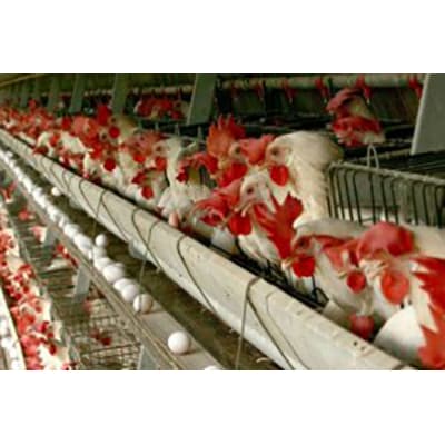 Concentré pour poules pondeuses et mères