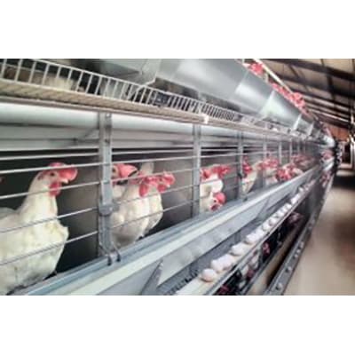 Complément minéral pour poules pondeuses