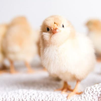جوجه یک‌روزه تخم‌گذار