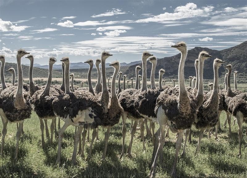 Strategies for Increasing Feed Consumption in Ostriches