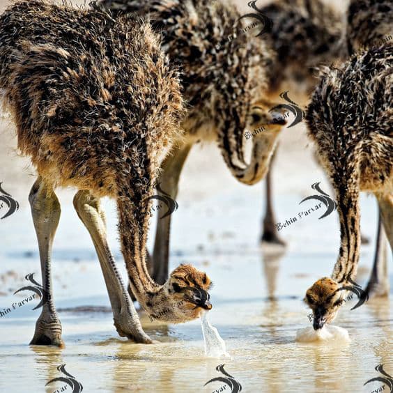 Tips on the water consumption of ostrich chicks