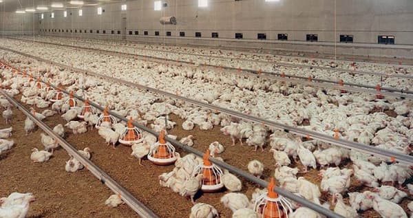 ¿Qué es un comedero para aves de corral?