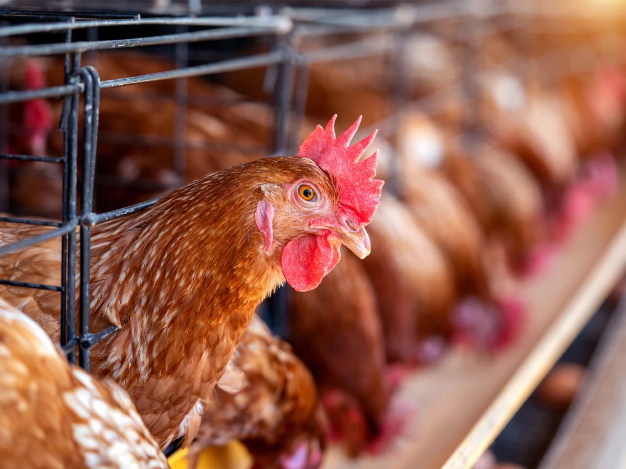 Cinq méthodes non nutritionnelles pour augmenter la productivité alimentaire des volailles