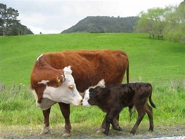 Score of respiratory diseases in calves