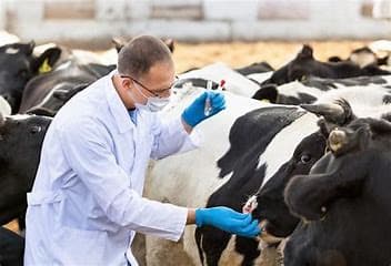 Cinco puntos clave importantes en la nutrición de minerales