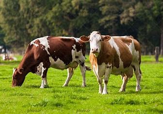 Hypocalcemia in dairy cows