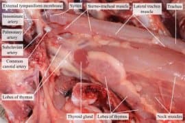 The use of iodine supplements in poultry diets
