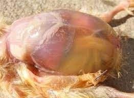 Enfermedad de ascitis (síndrome de ascitis) en pollos de engorde