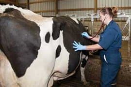 Relocation of the milk tank