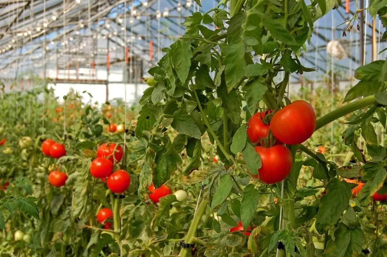 El impacto de la malla de sombra en la planta de tomate