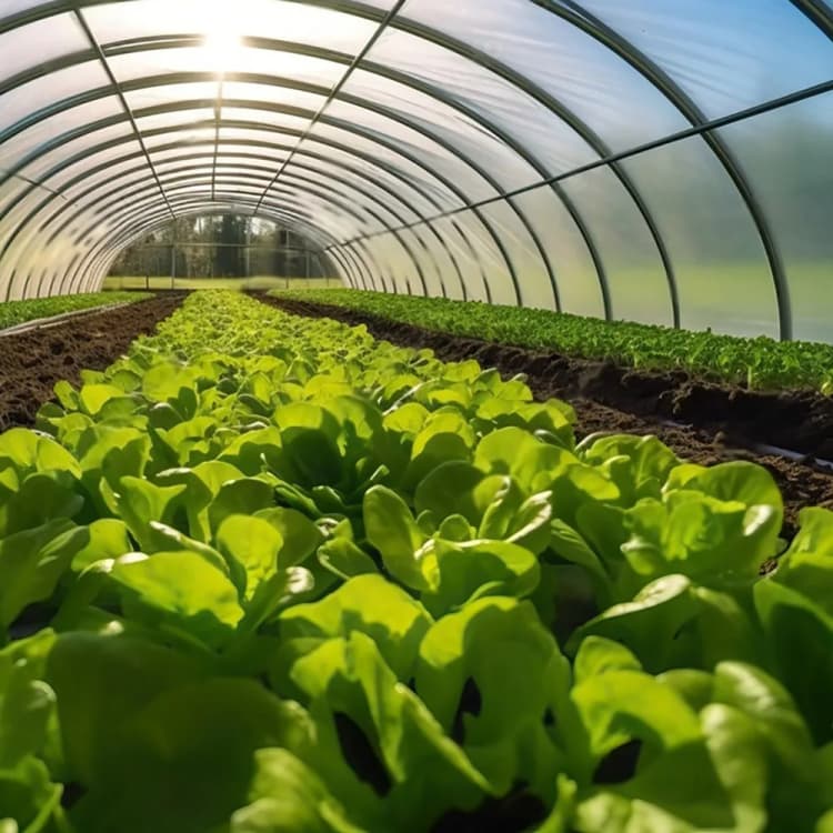 Additifs pour le film agricole