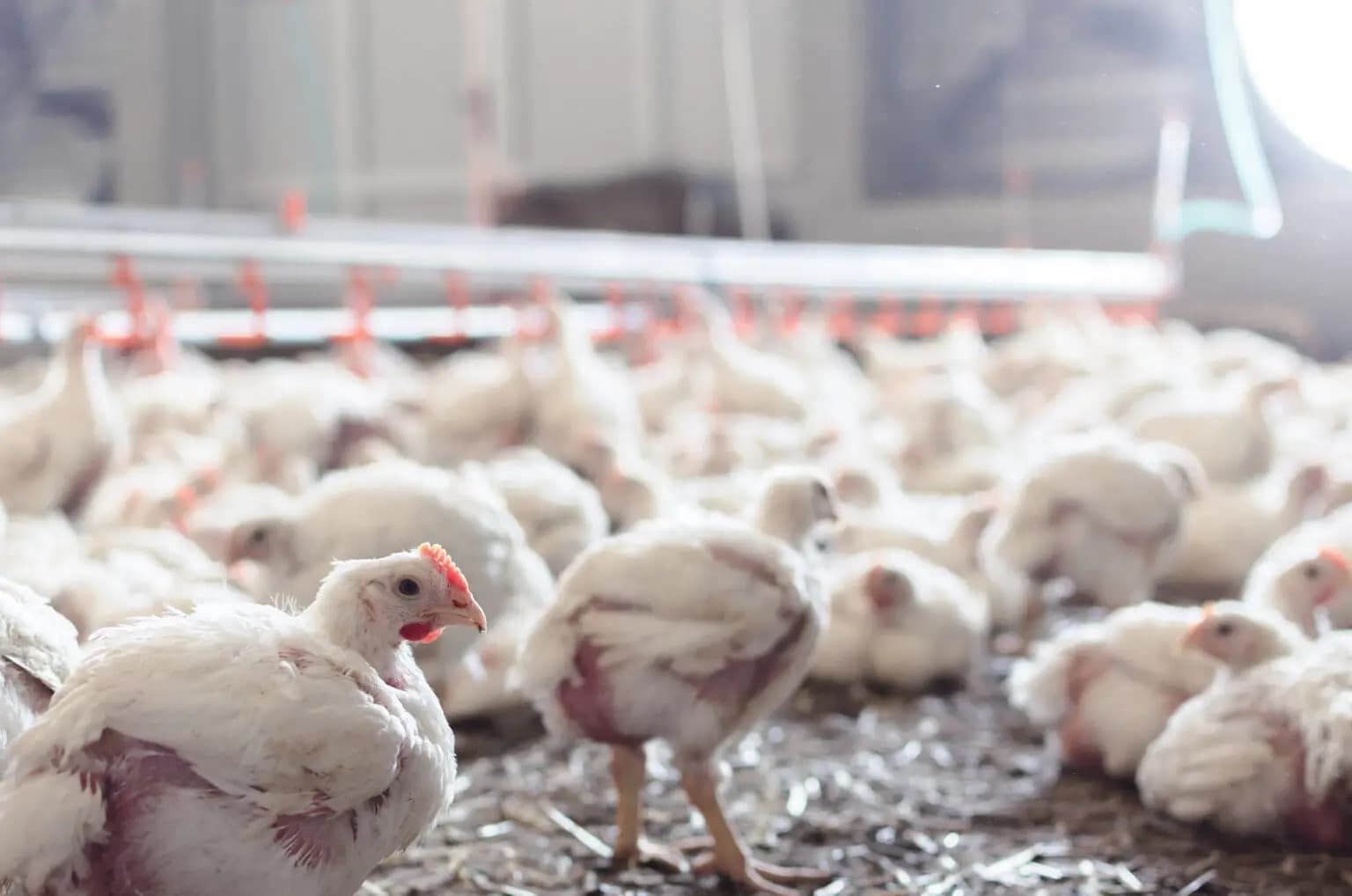 Is the need for iron in the diet of broiler chickens in the final stages of the production cycle affected by the consump